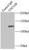 Unc-13 Homolog D antibody, FNab09256, FineTest, Immunoprecipitation image 