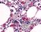 Bombesin Receptor Subtype 3 antibody, orb85592, Biorbyt, Immunohistochemistry paraffin image 