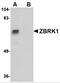 Zinc Finger Protein 350 antibody, 4817, ProSci, Western Blot image 