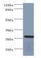 Biliverdin Reductase B antibody, MBS1491020, MyBioSource, Western Blot image 