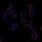 Leucine Rich Repeat Containing 26 antibody, PA5-63285, Invitrogen Antibodies, Immunofluorescence image 