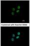 Zwilch Kinetochore Protein antibody, PA5-30664, Invitrogen Antibodies, Immunofluorescence image 