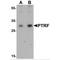 Serum deprivation-response protein antibody, MBS153503, MyBioSource, Western Blot image 