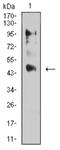 Estrogen Related Receptor Alpha antibody, NBP2-61768, Novus Biologicals, Western Blot image 
