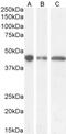 Protein ALEX antibody, NBP1-49874, Novus Biologicals, Western Blot image 