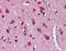Neuregulin 3 antibody, 25-981, ProSci, Immunohistochemistry frozen image 