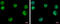Ubiquitin Specific Peptidase 3 antibody, GTX128238, GeneTex, Immunocytochemistry image 
