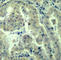 p220 antibody, AP0279, ABclonal Technology, Immunohistochemistry paraffin image 