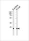 Claudin 14 antibody, LS-C157647, Lifespan Biosciences, Western Blot image 