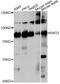 BCL2 Associated Athanogene 3 antibody, LS-C749809, Lifespan Biosciences, Western Blot image 