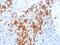 Natural killer cell protease 1 antibody, AE00276, Aeonian Biotech, Immunohistochemistry frozen image 
