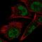 ElaC Ribonuclease Z 1 antibody, HPA066483, Atlas Antibodies, Immunocytochemistry image 