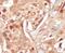 Cyclin Dependent Kinase 18 antibody, PA5-14482, Invitrogen Antibodies, Immunohistochemistry frozen image 