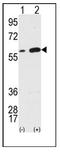 Vimentin antibody, AP12371PU-N, Origene, Western Blot image 