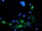 Leucine Rich Repeat Containing 25 antibody, NBP2-03747, Novus Biologicals, Immunofluorescence image 