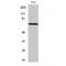ATP Binding Cassette Subfamily F Member 2 antibody, LS-C381857, Lifespan Biosciences, Western Blot image 