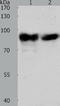 Aconitase antibody, TA321276, Origene, Western Blot image 
