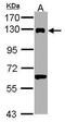 Damage Specific DNA Binding Protein 1 antibody, PA5-34631, Invitrogen Antibodies, Western Blot image 