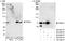 Fidgetin Like 1 antibody, A300-772A, Bethyl Labs, Immunoprecipitation image 