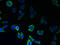 Probable G-protein coupled receptor 146 antibody, LS-C378860, Lifespan Biosciences, Immunofluorescence image 