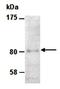 Zinc Finger And BTB Domain Containing 16 antibody, orb66792, Biorbyt, Western Blot image 
