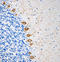 Neurofilament H (NF-H) antibody, 835803, BioLegend, Western Blot image 