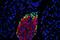Glucagon antibody, PB9705, Boster Biological Technology, Immunofluorescence image 