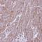 G2an antibody, orb73776, Biorbyt, Immunohistochemistry paraffin image 