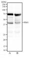 Pim-1 Proto-Oncogene, Serine/Threonine Kinase antibody, NBP2-31366, Novus Biologicals, Western Blot image 