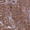 Zinc Finger Protein 646 antibody, HPA042364, Atlas Antibodies, Immunohistochemistry frozen image 