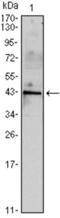 Inhibin Subunit Alpha antibody, abx010991, Abbexa, Enzyme Linked Immunosorbent Assay image 