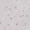 N-Acetyl-Alpha-Glucosaminidase antibody, NBP1-82601, Novus Biologicals, Immunohistochemistry paraffin image 