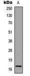 Histone H3 antibody, orb256595, Biorbyt, Western Blot image 