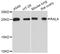 RAS Like Proto-Oncogene A antibody, A11736, ABclonal Technology, Western Blot image 