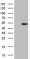 Homeobox protein Nkx-2.1 antibody, TA808440, Origene, Western Blot image 
