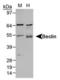 BECN1 antibody, TA301471, Origene, Western Blot image 