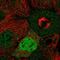 Cyclin D2 antibody, HPA054196, Atlas Antibodies, Immunocytochemistry image 