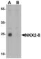 NK2 Homeobox 6 antibody, LS-C153757, Lifespan Biosciences, Western Blot image 