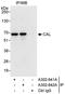 PIST antibody, A302-641A, Bethyl Labs, Immunoprecipitation image 