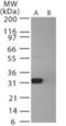 PRP antibody, NB100-56604, Novus Biologicals, Western Blot image 
