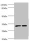 Solute Carrier Family 25 Member 15 antibody, orb353331, Biorbyt, Western Blot image 