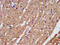 Peptidylglycine Alpha-Amidating Monooxygenase antibody, CSB-PA017417LA01HU, Cusabio, Immunohistochemistry frozen image 