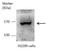Histone-lysine N-methyltransferase, H3 lysine-79 specific antibody, GTX104736, GeneTex, Western Blot image 
