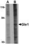 GLE1 RNA Export Mediator antibody, TA306704, Origene, Western Blot image 