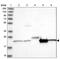 Cell division cycle protein 123 homolog antibody, NBP1-88540, Novus Biologicals, Western Blot image 