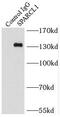 SPARC Like 1 antibody, FNab08154, FineTest, Immunoprecipitation image 