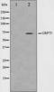 MOT antibody, orb224491, Biorbyt, Western Blot image 