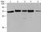 Hrb antibody, LS-C401197, Lifespan Biosciences, Western Blot image 