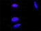 Macrophage-CSF Receptor antibody, H00001436-M01, Novus Biologicals, Proximity Ligation Assay image 