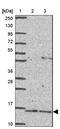 Eosinophil cationic-type ribonuclease 3 antibody, NBP2-33778, Novus Biologicals, Western Blot image 